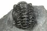 Phacopid (Adrisiops) Trilobite - Jbel Oudriss, Morocco #245293-3